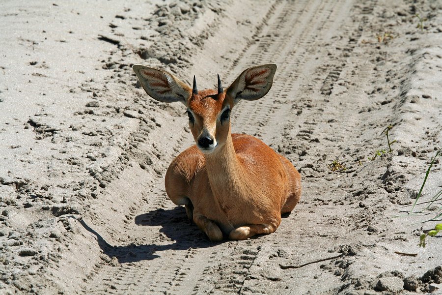 IMG_6814.JPG - Steinbock