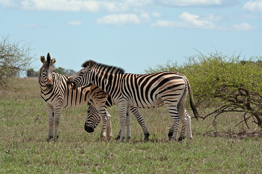 IMG_6823.JPG - Zebras - Nxai Pan