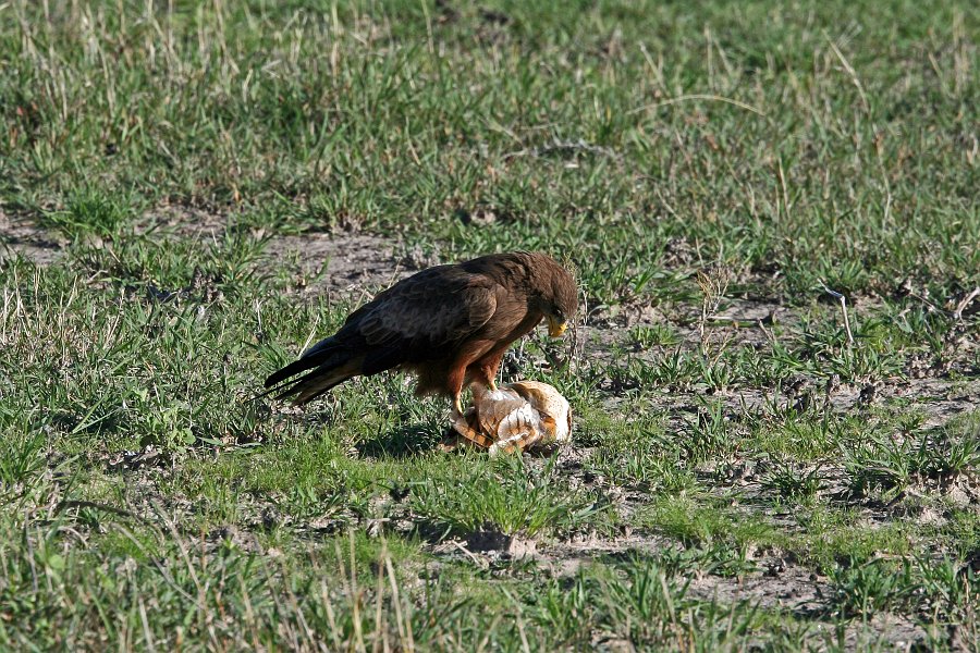 IMG_6860.JPG - Tawny Eagle mit erbeuteter Eule