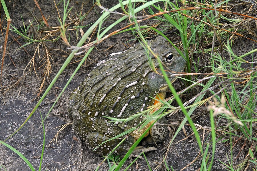 IMG_6996.JPG - Ochsenmaulfrosch