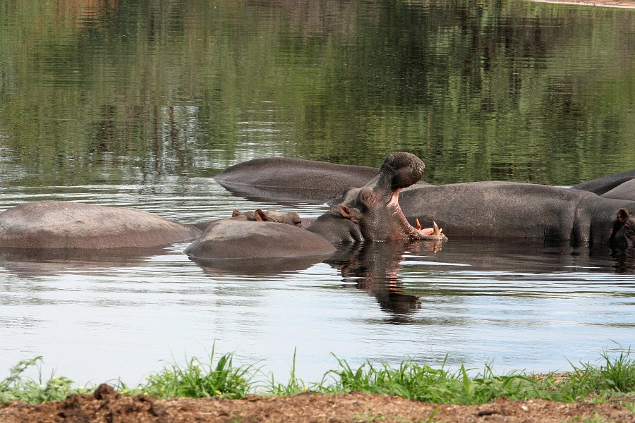 IMG_7010.JPG - Am Hippo Pool