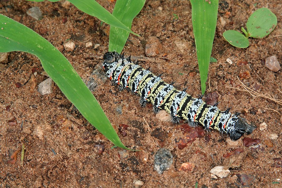 IMG_7021.JPG - Schmetterlingsraupe