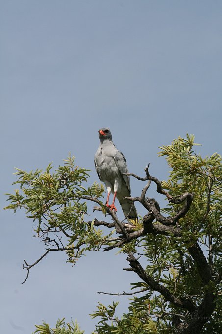 IMG_7028.JPG - Bussard