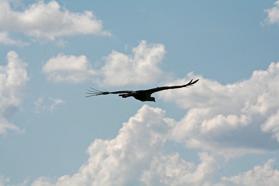 IMG_7043.JPG - Sekretr im Flug