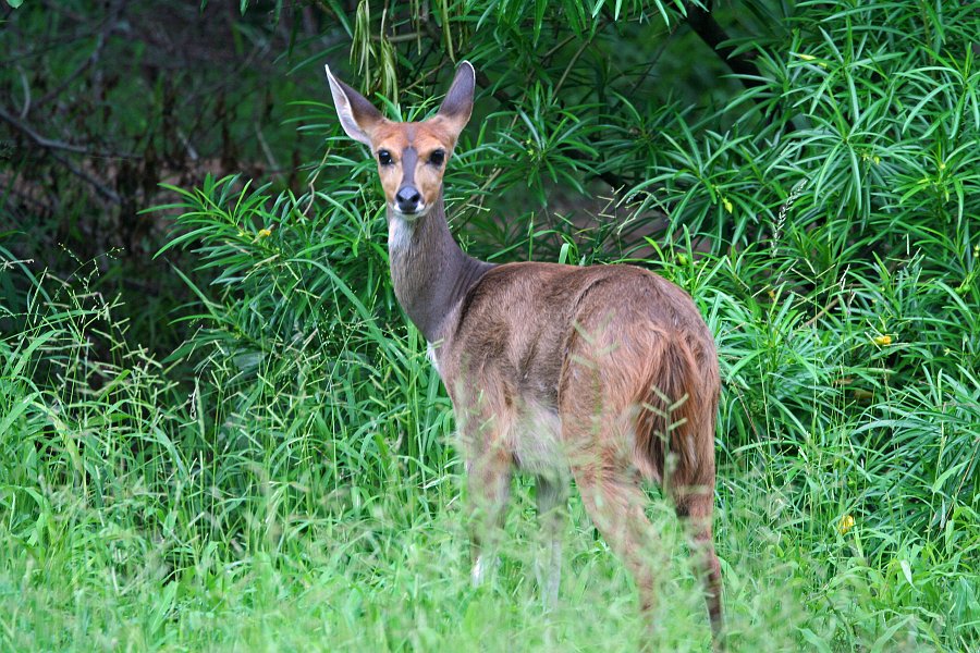 IMG_7164.JPG - Bushbock im Garten der Tuli Lodge