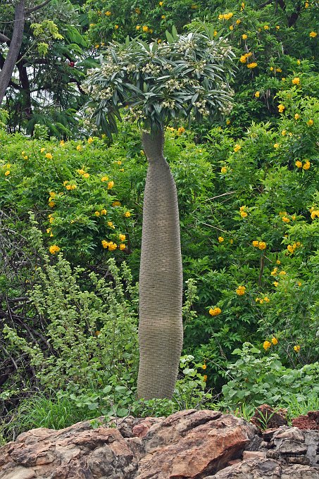 IMG_7227.JPG - Exotischer Baum