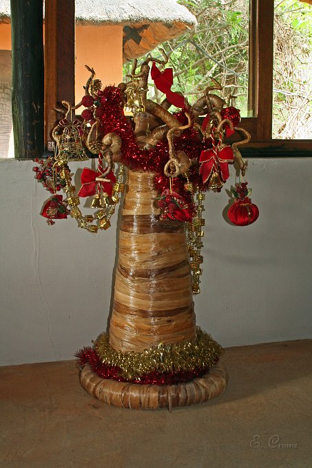 IMG_7232.JPG - Afrikanischer Christbaum