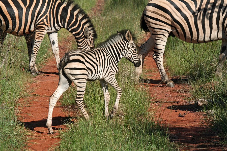 IMG_7271.JPG - Zebra Baby