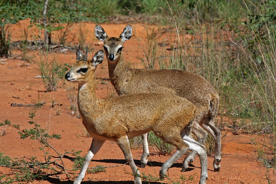 IMG_7381.JPG - Klipspringer