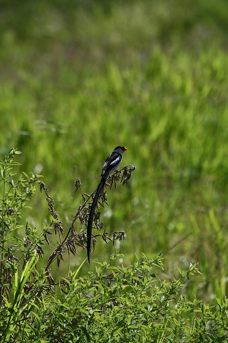 IMG_7400.JPG - Witwenvogel