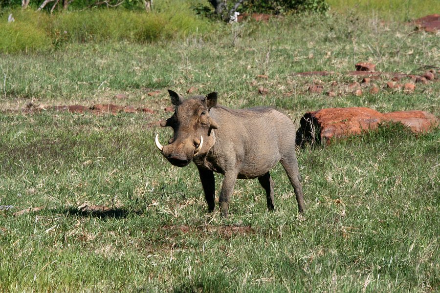 IMG_7425.JPG - Warzenschwein