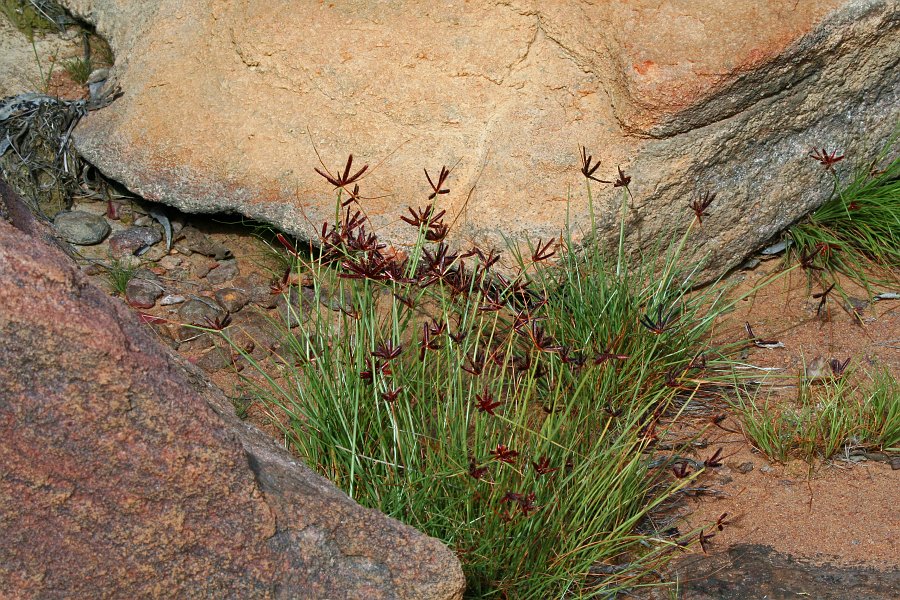 IMG_7543.JPG - Zarte Bl�ten