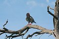 IMG_6495
