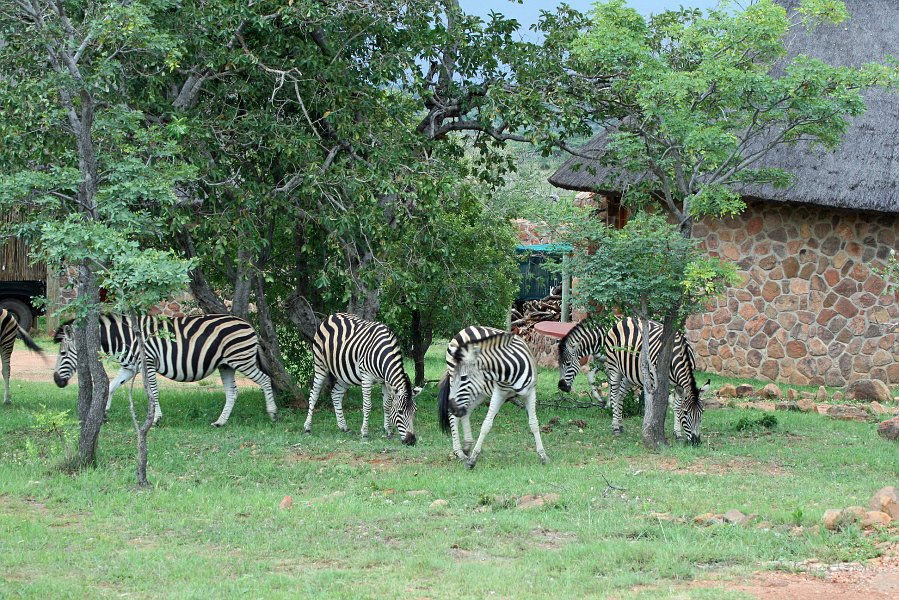 IMG_0384.JPG - Zebras zwischen den Chalets
