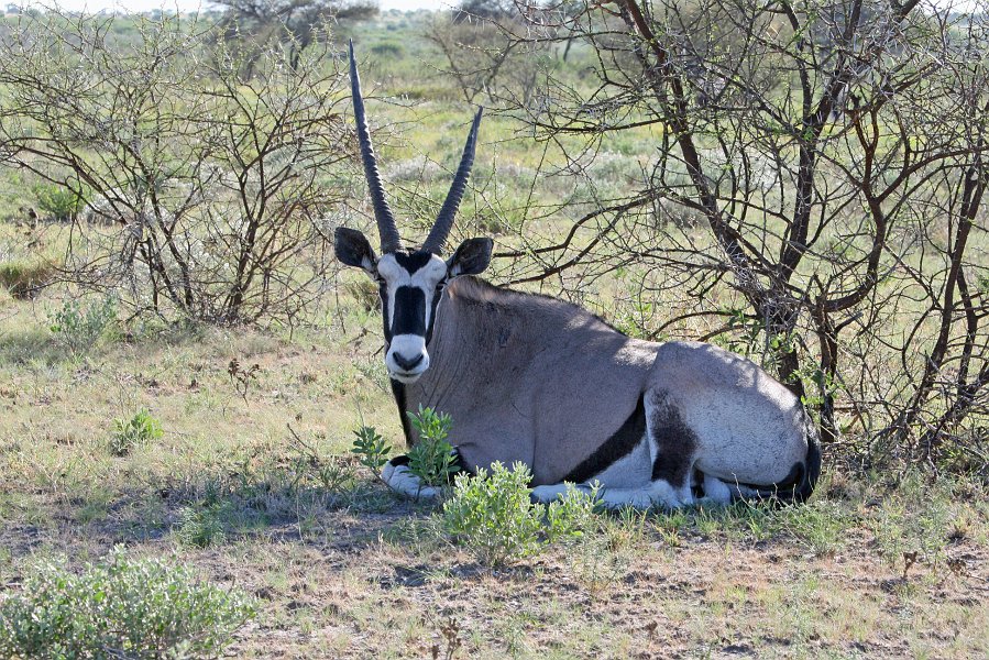 IMG_0478.JPG - Oryx