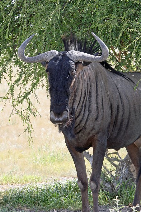 IMG_0546.JPG - Gnu