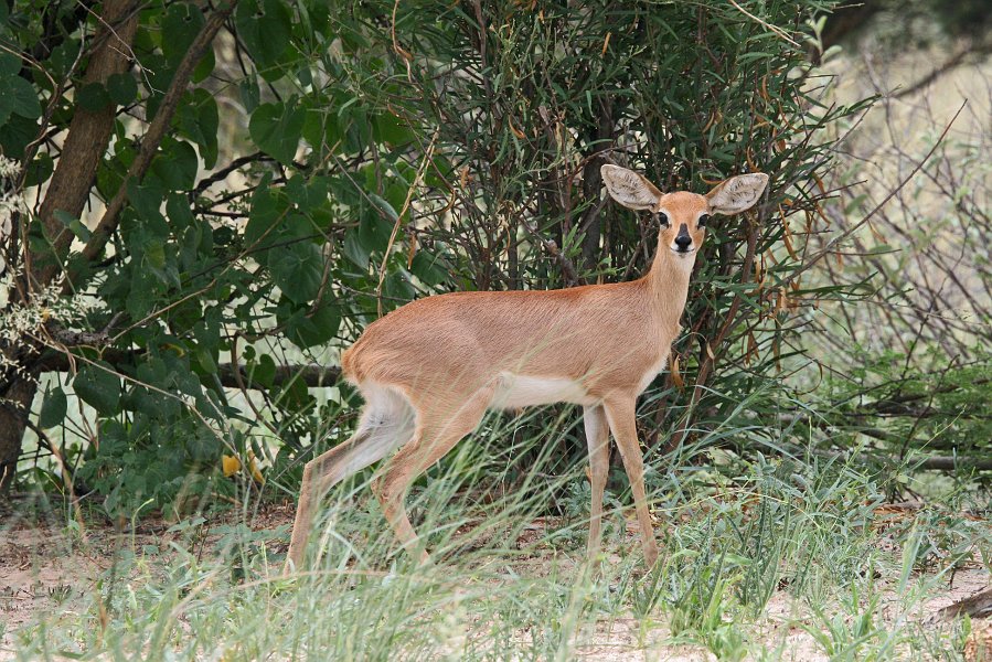 IMG_0643.JPG - Steenbok Weibchen