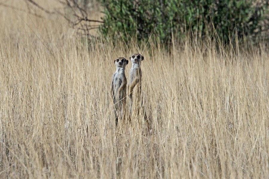 IMG_0662.JPG - Suricates