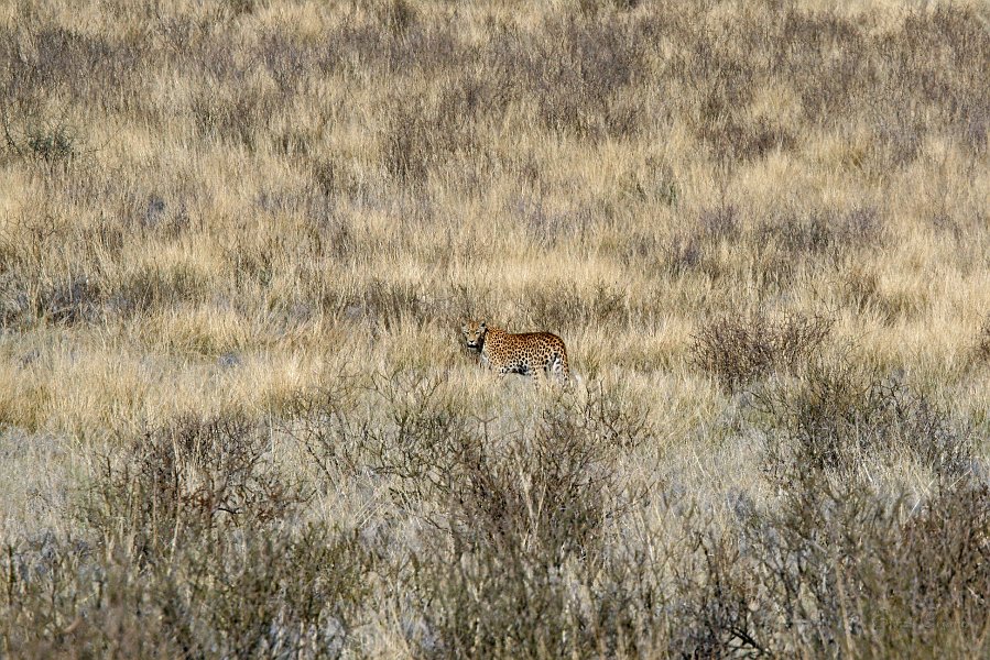 IMG_0767.JPG - Leopard Nhe Polentswa Wasserloch