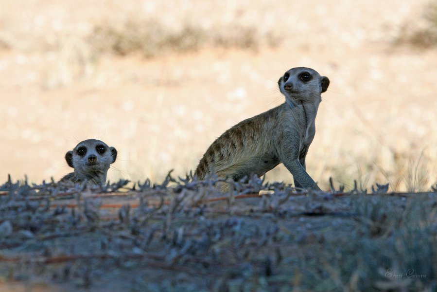 IMG_0953.JPG - Suricates am Strassenrand
