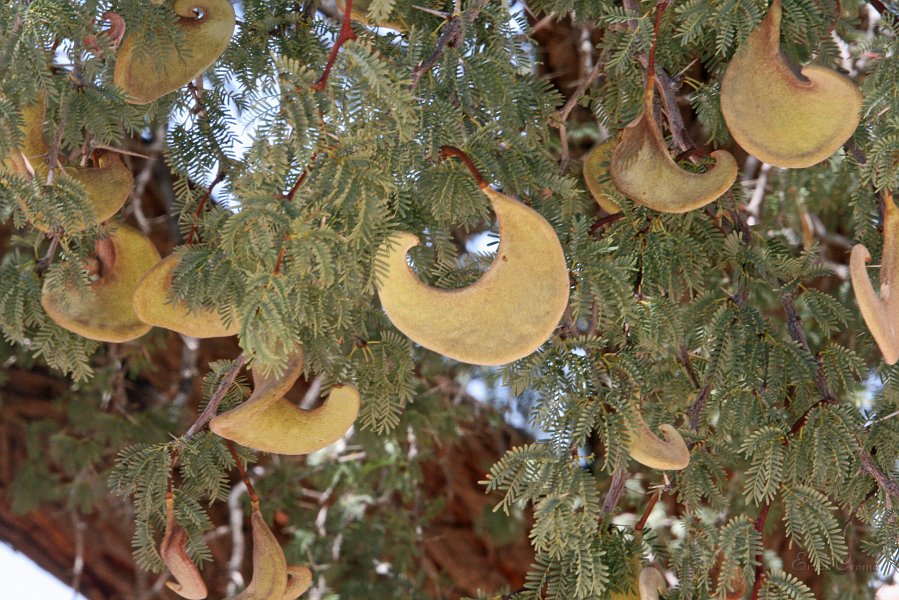 IMG_1104.JPG - Kameldornbaum
