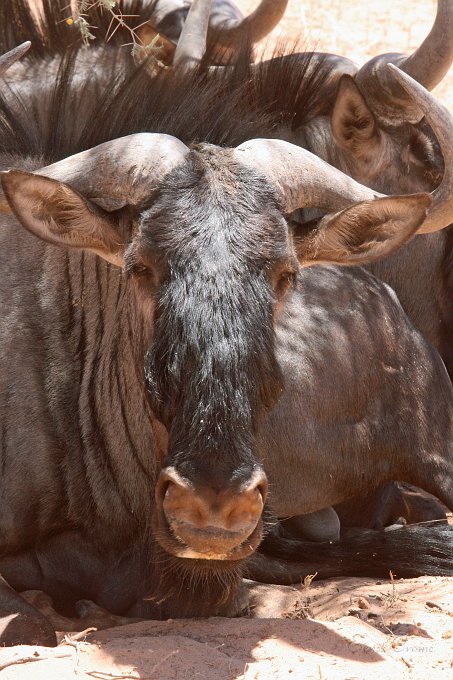 IMG_1108.JPG - Gnu bei der Mittagsruhe