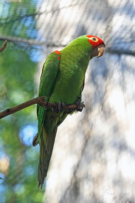 IMG_1213.JPG - Sun City Vogelpark