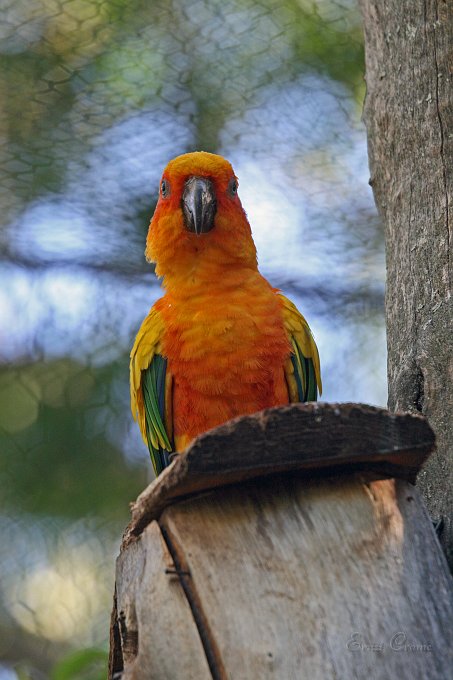 IMG_1216.JPG - Sun City Vogelpark