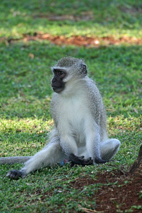IMG_1231.JPG - Vervet Monkey