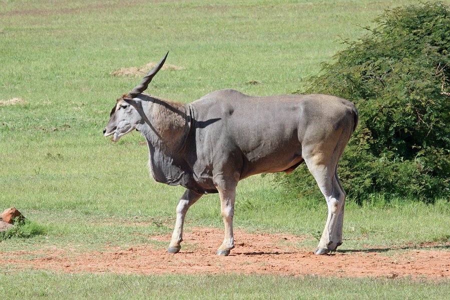 IMG_1301.JPG - Eland Bulle