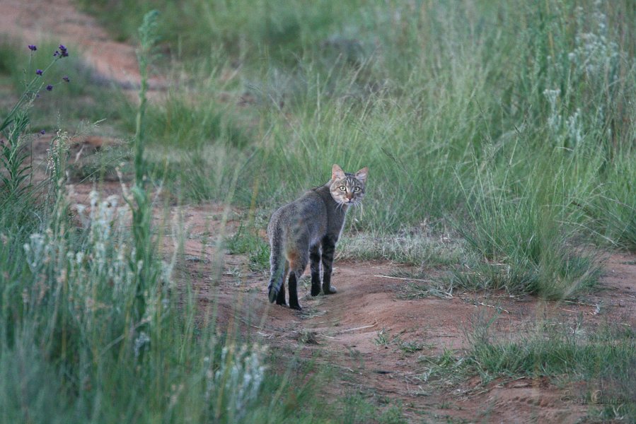 IMG_1357.JPG - African Wildcat