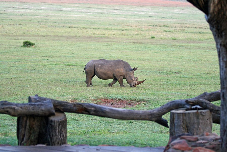 IMG_1360.JPG - Nashorn vor der Pitse Lodge
