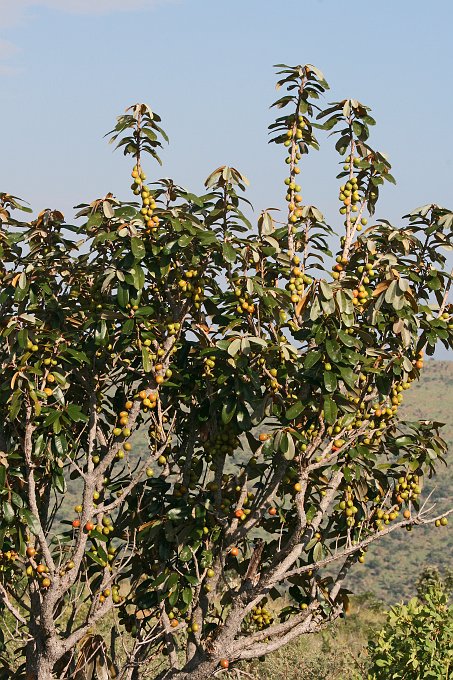 IMG_1367.JPG