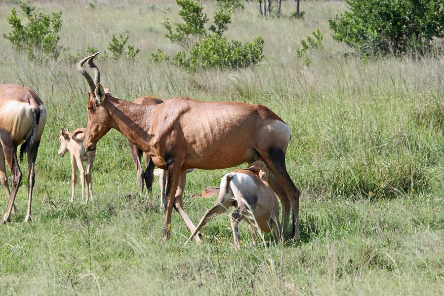 IMG_1375.JPG - Red Hartebeest