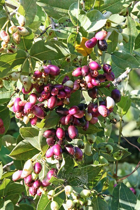 IMG_1631.JPG - Water Berries