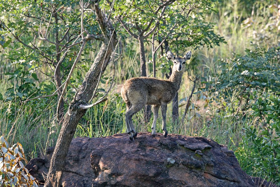 IMG_1645.JPG - Klipspringer