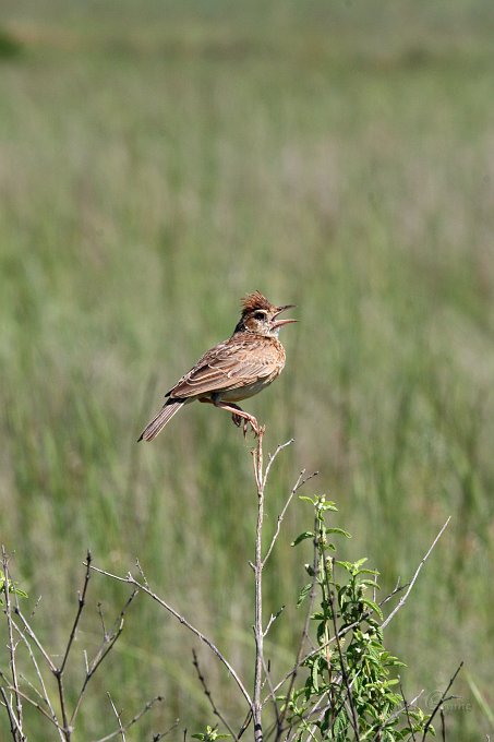 IMG_1710.JPG