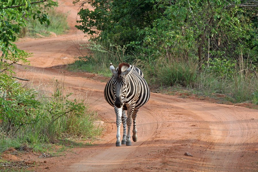 IMG_8594.JPG - trchtiges Zebra