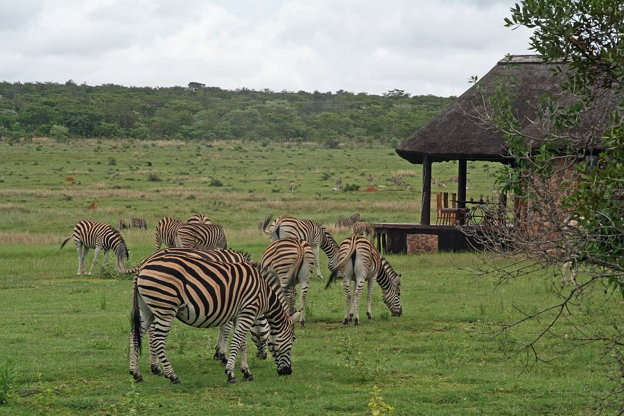 IMG_8679.JPG - Zebras vor der Lodge
