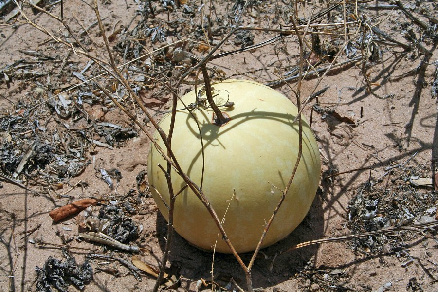 IMG_8747.JPG - Tsama Melone