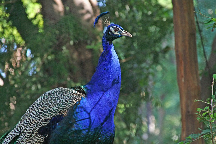 IMG_8937.JPG - Sun City Vogelpark