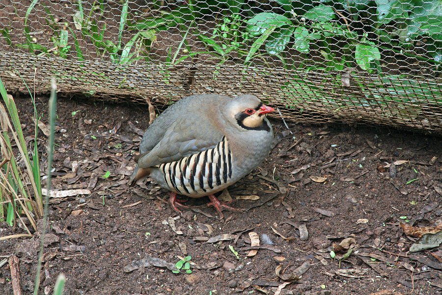 IMG_8963.JPG - Sun City Vogelpark