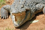 IMG_1275