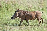 IMG_1316