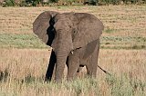 IMG_1338