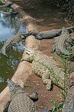 IMG_8984