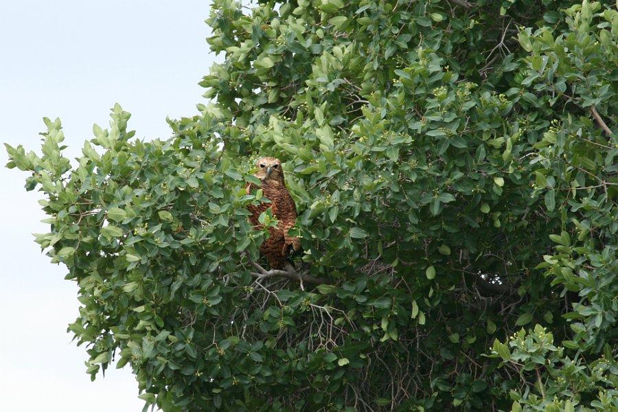 IMG_4767_400.JPG - Pel's Fishing Owl