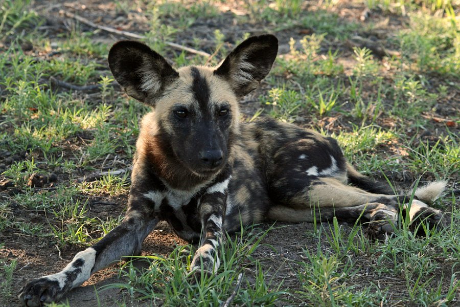 IMG_5588_400.JPG - Wild dogs im Madikwe Gamereserve