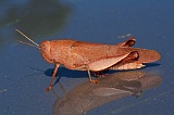 IMG_1299_350