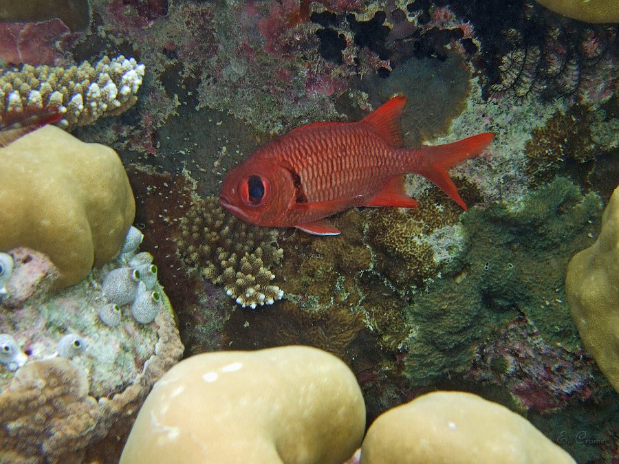 DSCF0134.JPG - Gefleckter Soldatenfisch